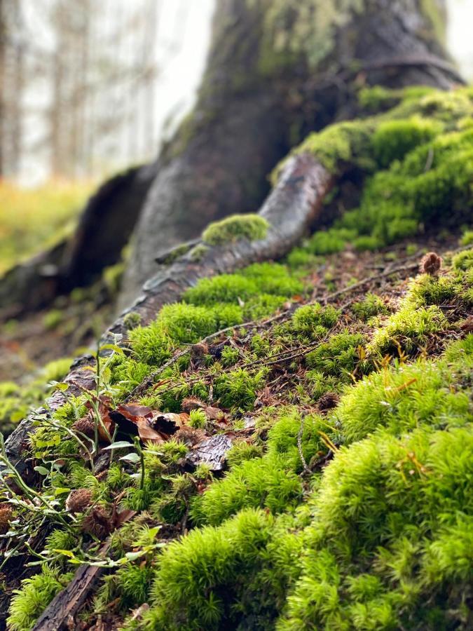 No 19 In The Black Forest St. Blasien Luaran gambar