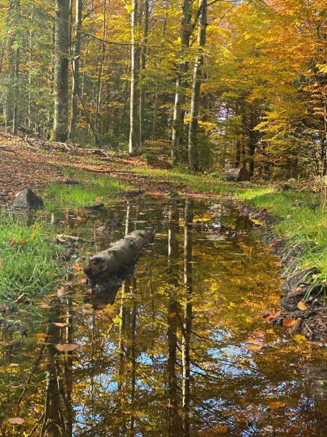 No 19 In The Black Forest St. Blasien Luaran gambar